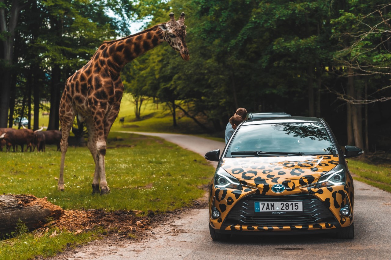 Hybridem Toyota do Safari Parku Dvůr Králové 