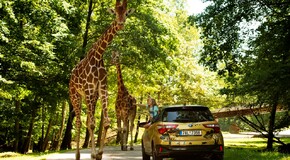 Hybridem Toyota do Safari Parku Dvůr Králové 