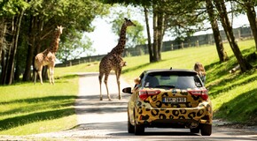 Hybridem Toyota do Safari Parku Dvůr Králové 