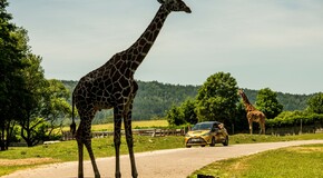 Hybridem Toyota do Safari Parku Dvůr Králové 