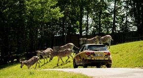 Hybridem Toyota do Safari Parku Dvůr Králové 