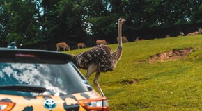 Hybridem Toyota do Safari Parku Dvůr Králové 