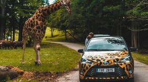 Hybridem Toyota do Safari Parku Dvůr Králové 