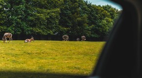 Hybridem Toyota do Safari Parku Dvůr Králové 