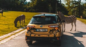 Hybridem Toyota do Safari Parku Dvůr Králové 