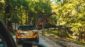 Hybridem Toyota do Safari Parku Dvůr Králové 