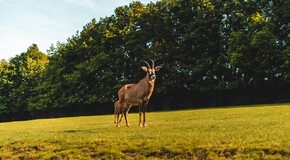 Hybridem Toyota do Safari Parku Dvůr Králové 