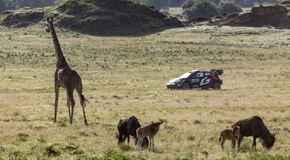 Safari Rallyval 2024