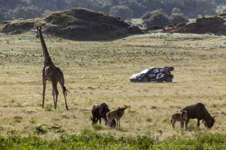 Rallye Safari Keňa:	TOYOTA GAZOO Racing si již počtvrté za sebou doletěla pro vítězství na Safari