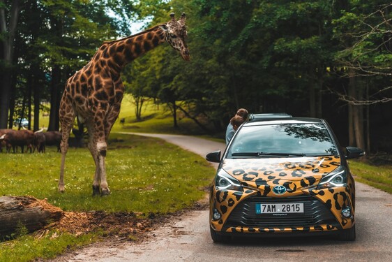 Hybridem Toyota do Safari Parku Dvůr Králové 